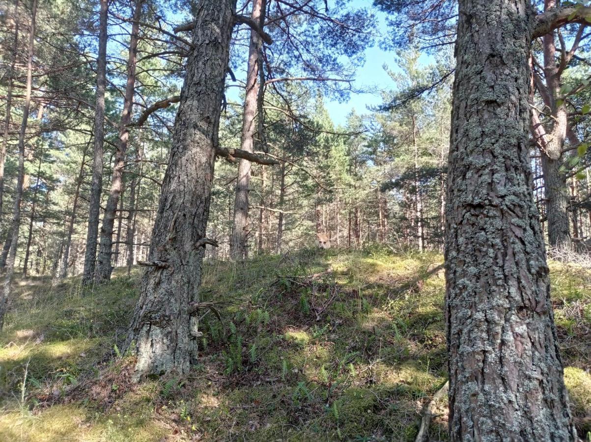 House, Garden & Sauna. Free Parking. Train Stop-200 M. Sea-1 Km. Юрмала Екстер'єр фото